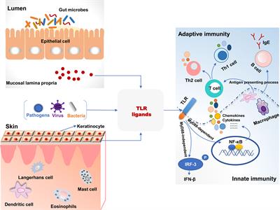 Gut Microbiota, Probiotics, and Their Interactions in Prevention and Treatment of Atopic Dermatitis: A Review